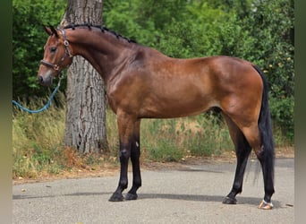KWPN, Gelding, 5 years, 16.2 hh, Brown