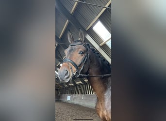 KWPN, Gelding, 5 years, 16,2 hh, Brown