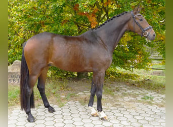 KWPN, Gelding, 5 years, 16.2 hh, Brown