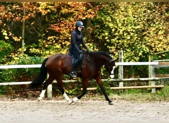 KWPN, Gelding, 5 years, 16.2 hh, Brown