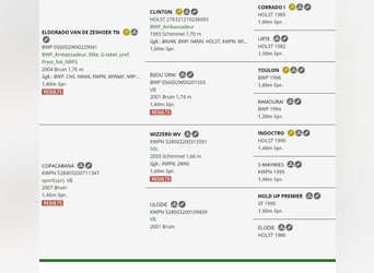 KWPN, Gelding, 5 years, 16.2 hh, Brown