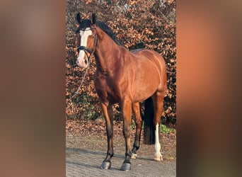 KWPN, Gelding, 5 years, 16.2 hh, Brown