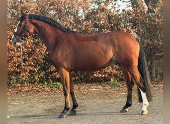 KWPN, Gelding, 5 years, 16.2 hh, Brown