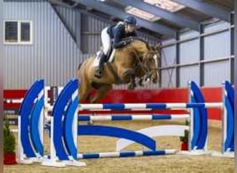 KWPN, Gelding, 5 years, 16,2 hh, Brown