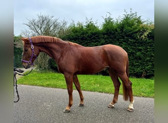 KWPN, Gelding, 5 years, 16,2 hh, Chestnut