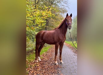 KWPN, Gelding, 5 years, 16,2 hh, Chestnut