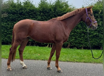 KWPN, Gelding, 5 years, 16,2 hh, Chestnut