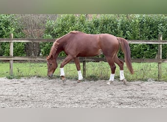 KWPN, Gelding, 5 years, 16,2 hh, Chestnut-Red