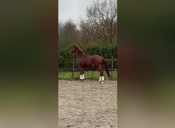 KWPN, Gelding, 5 years, 16,2 hh, Chestnut-Red