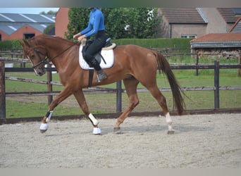 KWPN, Gelding, 5 years, 16.2 hh, Chestnut-Red
