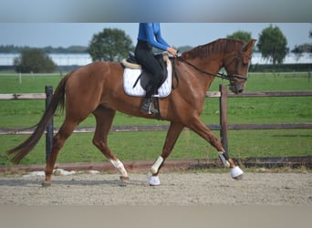 KWPN, Gelding, 5 years, 16.2 hh, Chestnut-Red