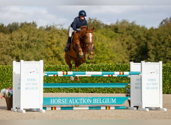 KWPN, Gelding, 5 years, 16,2 hh, Chestnut-Red