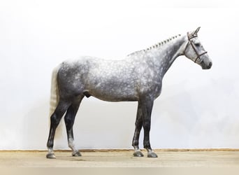 KWPN, Gelding, 5 years, 16.2 hh