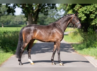 KWPN, Gelding, 5 years, 16.3 hh, Bay-Dark