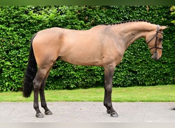 KWPN, Gelding, 5 years, 16.3 hh, Bay-Dark
