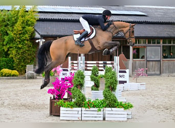 KWPN, Gelding, 5 years, 16.3 hh, Bay-Dark