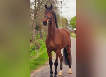 KWPN, Gelding, 5 years, 16.3 hh, Brown