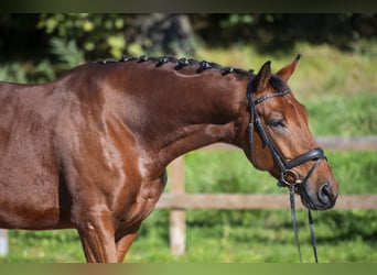 KWPN, Gelding, 5 years, 16,3 hh, Brown