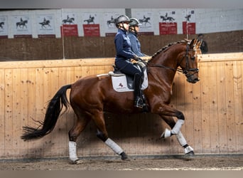 KWPN, Gelding, 5 years, 16,3 hh, Brown