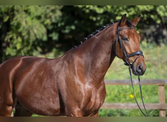 KWPN, Gelding, 5 years, 16,3 hh, Brown