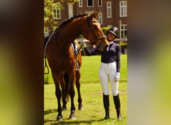 KWPN, Gelding, 5 years, 16.3 hh, Brown-Light