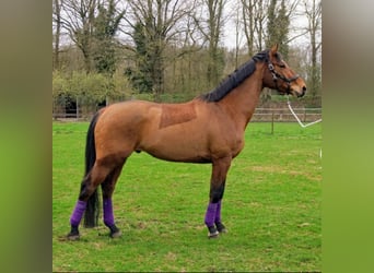 KWPN, Gelding, 5 years, 16.3 hh, Brown-Light