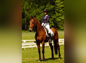 KWPN, Gelding, 5 years, 16.3 hh, Brown-Light