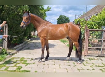 KWPN, Gelding, 5 years, 16.3 hh, Brown