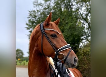 KWPN, Gelding, 5 years, 16.3 hh, Chestnut-Red