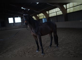 KWPN, Gelding, 5 years, 16 hh, Bay-Dark