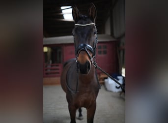 KWPN, Gelding, 5 years, 16 hh, Bay-Dark