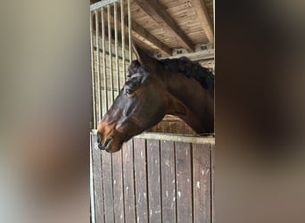 KWPN, Gelding, 5 years, 16 hh, Bay-Dark