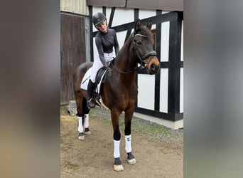 KWPN, Gelding, 5 years, 16 hh, Bay-Dark