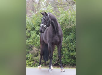 KWPN, Gelding, 5 years, 16 hh, Black