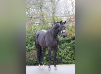 KWPN, Gelding, 5 years, 16 hh, Black