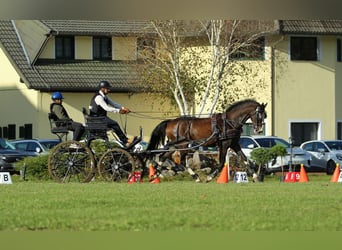 KWPN, Gelding, 5 years, 16 hh, Brown