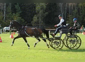 KWPN, Gelding, 5 years, 16 hh, Brown