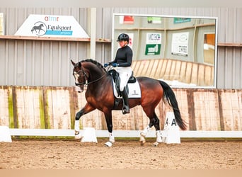 KWPN, Gelding, 5 years, 16 hh, Brown