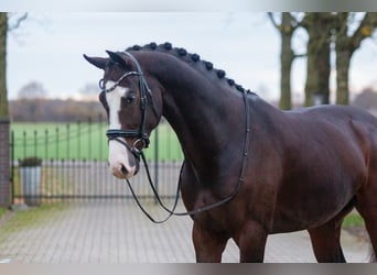 KWPN, Gelding, 5 years, 16 hh, Brown