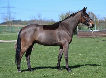 KWPN, Gelding, 5 years, 16 hh, Brown