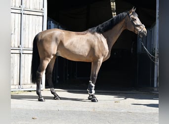 KWPN, Gelding, 5 years, 16 hh, Brown
