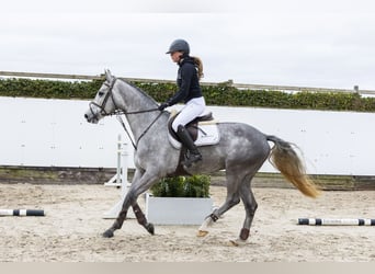 KWPN, Gelding, 5 years, 16 hh, Gray-Dapple