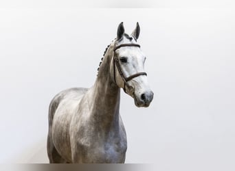 KWPN, Gelding, 5 years, 16 hh, Gray-Dapple