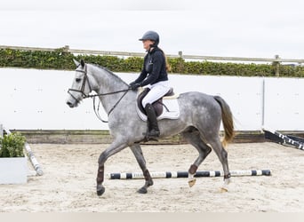 KWPN, Gelding, 5 years, 16 hh, Gray-Dapple