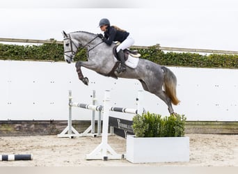 KWPN, Gelding, 5 years, 16 hh, Gray-Dapple