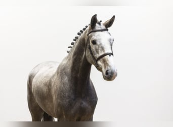 KWPN, Gelding, 5 years, 16 hh, Grey