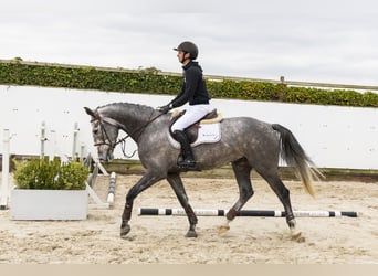 KWPN, Gelding, 5 years, 16 hh, Grey