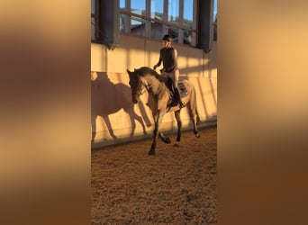 KWPN, Gelding, 5 years, 16 hh
