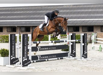 KWPN, Gelding, 5 years, 16 hh