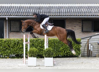 KWPN, Gelding, 5 years, 16 hh